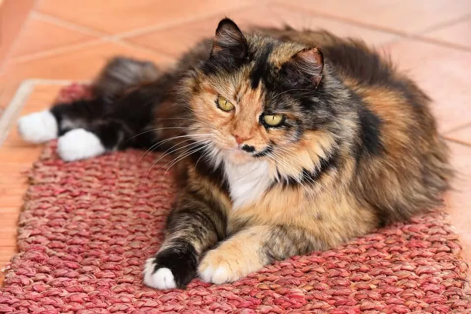 El pelo de las mascotas casi siempre va acompañado con el problema de sus olores .